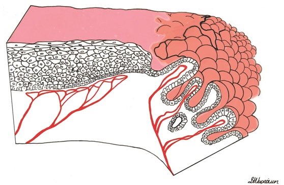 epithelium