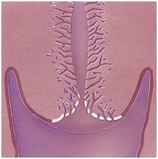 cervix
