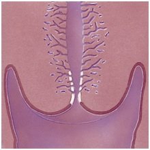cervix