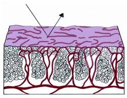 colposcopy