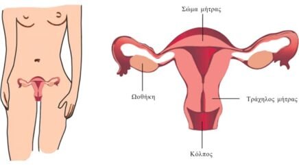 What parts of the body do genital HPVs infect?